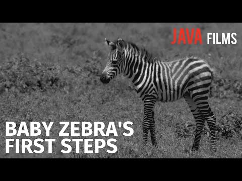Vídeo: Com Fer Zebra Baby Pie