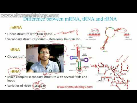 Video: Enkeltstrengede (r) RNA-medieret Antiviral Respons Mod Infektiøs Laryngotracheitis Virusinfektion