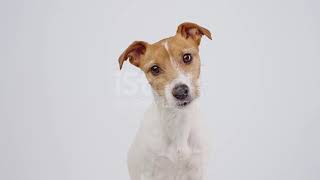 Jack Russell Terrier Dog Closeup Portrait Funny Pet Stock Video  #foryou #funnyvideo #animals
