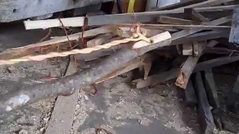 spruce cordage bow drill