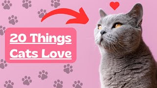 20 Things Cats Love The Most!