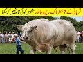 7 Most Biggest Bull Breeds Of The World | Qurbani 2023 | Bakra Mandi |dream fact