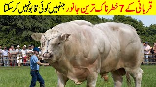 7 Most Biggest Bull Breeds Of The World | Qurbani 2023 | Bakra Mandi |dream fact