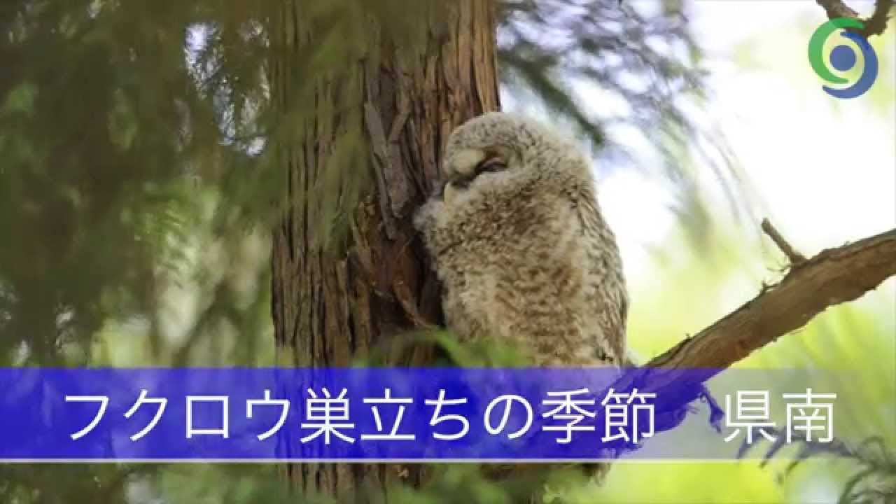 フクロウ巣立ちピーク - YouTube