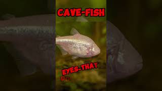Animals Born With the Most Useless Abilities Ever!
