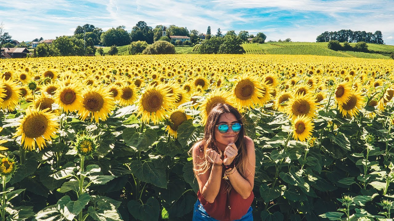 Káº¿t quáº£ hÃ¬nh áº£nh cho sunflower garden