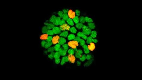 Time-lapse movie of zebrafish lens epithelial cells