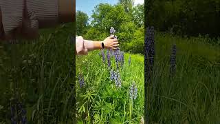 любовь всей жизни - люпины #природа #цветы #семьявместе