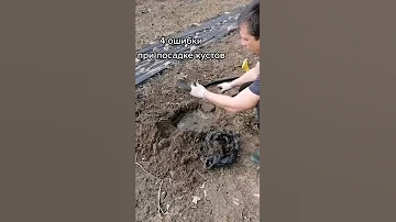 4 правила посадки кустов смородины и крыжовника.