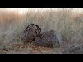 Pangolin Sand-bathing - listen to the sound of those scales!