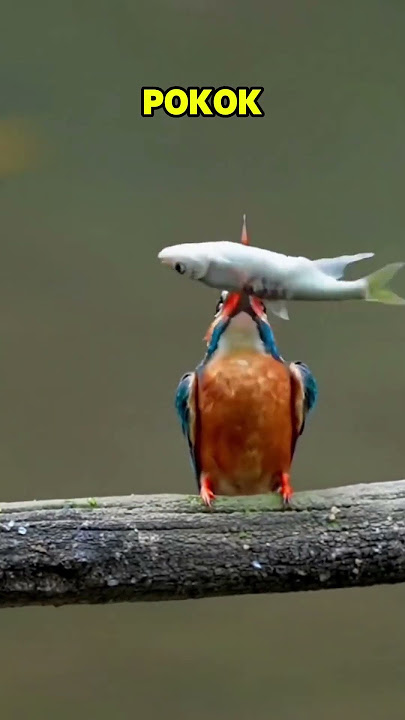 Kenapa Burung Raja Udang Menghentak Ikan Ni? 🤔 #shorts #viralshorts
