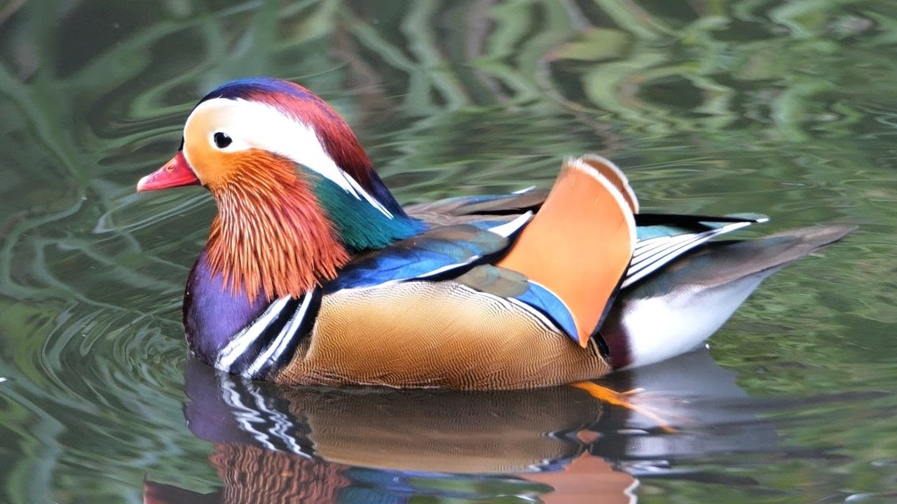 Ducks at WWT London Wetlands Centre - UK Birds in 4K