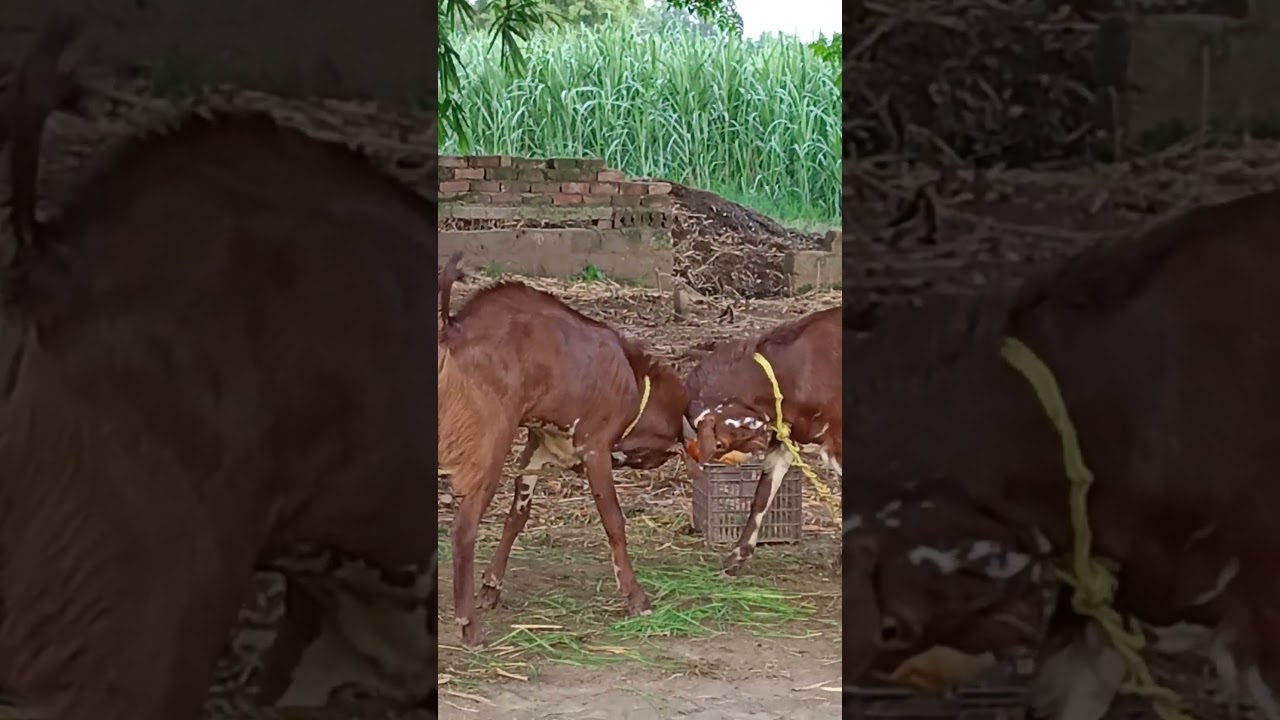 goat # village discover # shorts# feed# treding# viral video #