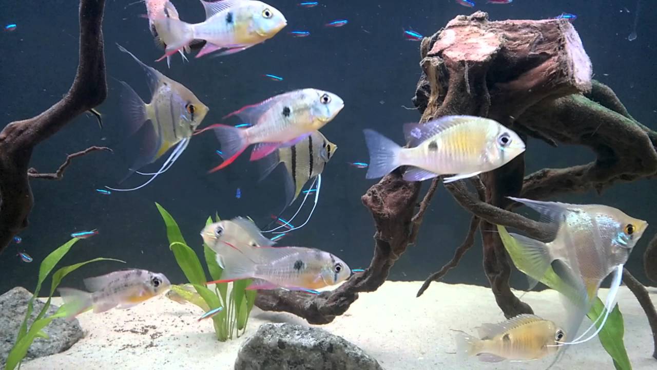 south american fish aquarium