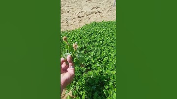 Cúc giống pha lê