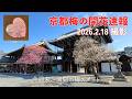 【京都・梅開花速報2026】2.18撮影｜3連休に見頃の梅スポット3選｜今週末どこ行く？
