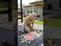 Amazing Flower Deck Painting 🌸 Wooden Patio Makeover | Satisfying DIY Art Shorts #shorts#hack #viral