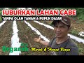 Cara persiapan lahan cabe tanpa olah tanah  tanpa  pupuk dasar tetap  subur full organik