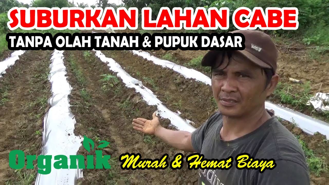 Cara Persiapan Lahan CABE Tanpa Olah Tanah & Tanpa Pupuk Dasar Tetap