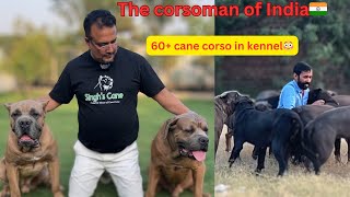 The corsoman of India😳60+cane corso in one kennel🥶best cane corso kennel of India🇮🇳