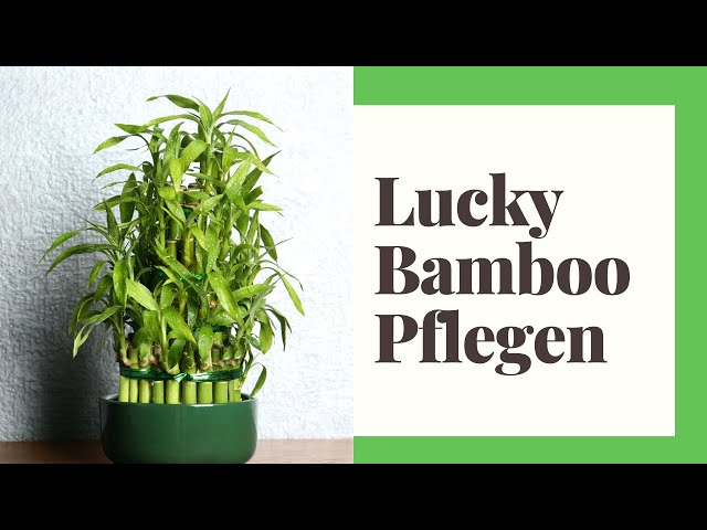 Lucky Bamboo Pflegen - Glücksbambus Pflege leicht gemacht 