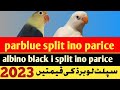 parblue split ino price in pakistan | albino blach eye praice in pakistan | lovebirds parice 2023