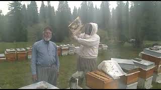 Arılarla Dans Eden Adam