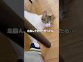 【保護猫】机の下で足を掴んでくる猫
