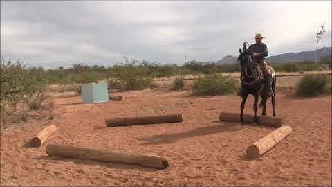 From the Archives - Bosal Check List