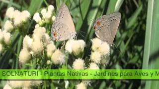 Mariposas en el Jardín de Plantas Nativas Solnaturi