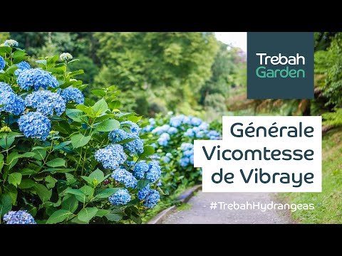 Video: Hydrangea paniculata: upandaji na utunzaji