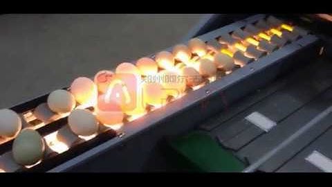 Egg Grader Working Video