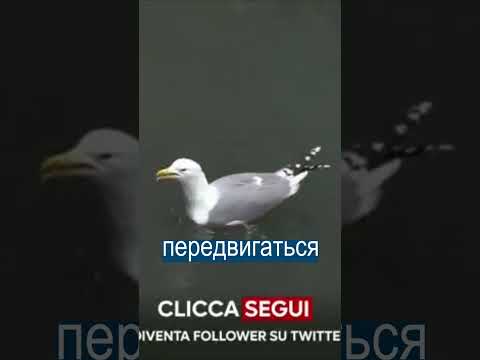 Из Венеции ушла вода - каналы пересохли