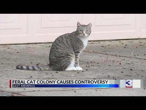 Feral cat colony causes controversy in Southeast Memphis neighborhood