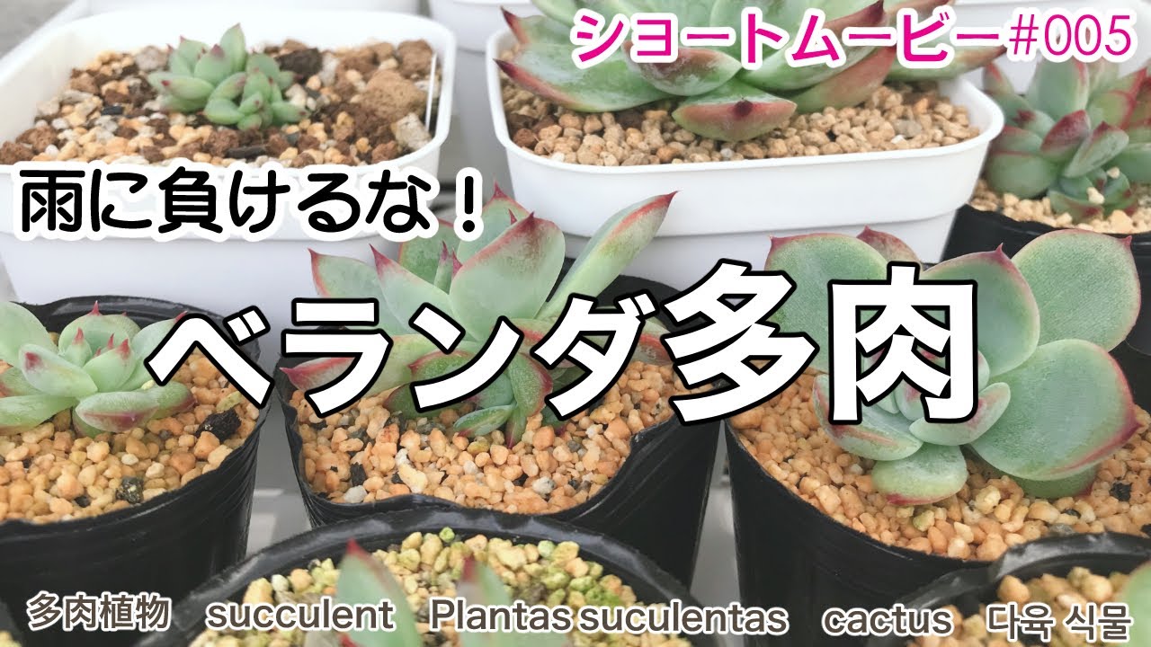 Sm005 多肉植物 Shorts 雨に負けるな ベランダ多肉 Youtube