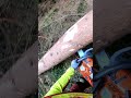 Fichte entasten | Husqvarna 562 Mark 2 | Nadelholzdurchforstung