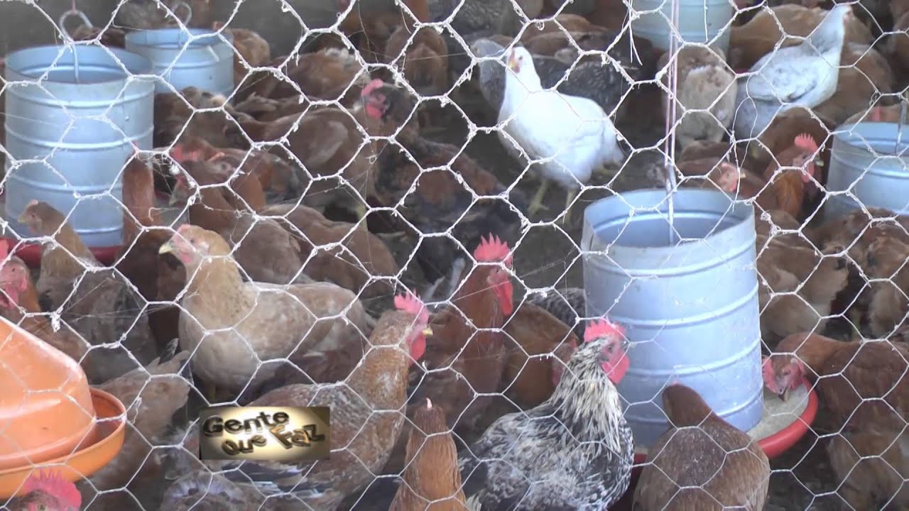 Gente que Faz: conheça uma agroindustria de frangos