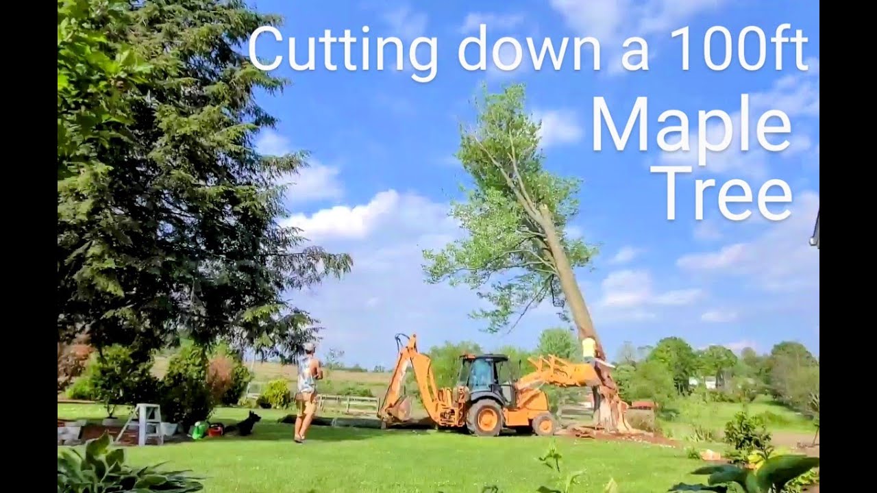 100ft Maple Tree Removal Over Garden - YouTube