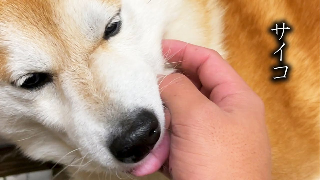 傷口のにおいが大好きなサイコ柴犬 Youtube