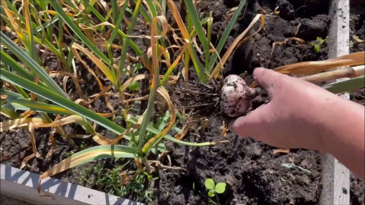 Когда убирать зимний чеснок. Когда убирать чеснок в подмосковье 2024 году. Когда выкапывать чеснок. Пора выкапывать чеснок. Уборка чеснока.