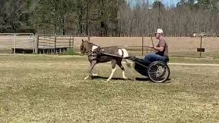 MINI HORSE Pinto DRIVING Mare FOR SALE in Texas
