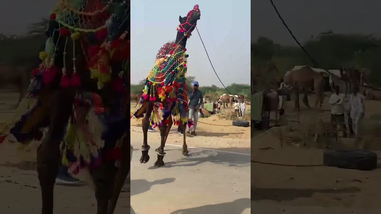 Rajasthan culture camel competition in pashu mela Camel festival 