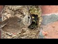 Baby Wrens Fledge onto Porch | Wild Bird Moments