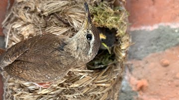 Baby Wrens Fledge onto Porch | Discover Wildlife | Robert E Fuller