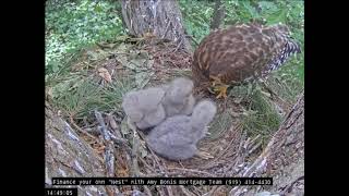 Hawk nest In Wake Forest - Jastrzębie -Karmienia trojaczków 🐥🌹🍀🐥🌹🍀🐥🌹🍀 04/05/2024