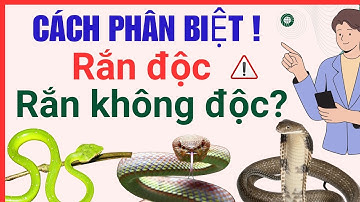 CÁCH PHÂN BIỆT CÁC LOÀI RẮN ĐỘC VÀ RẮN KHÔNG ĐỘC Ở VIỆT NAM
