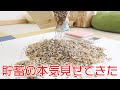 リス歴8年のシマリスがついに本気を出してきた