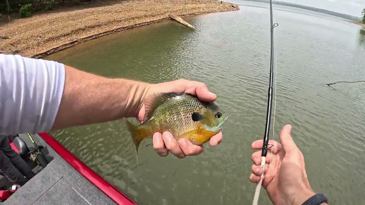 Cricket, bobber fishing and a few bass for good measure. #arkansas #fishing #bassfishing