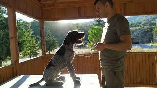 Yavru Köpek Eğitimi Bölüm 3 | ODAKLANMA EĞİTİMİ ( Av Köpeği Eğitimi)