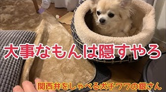 しゃべる犬 Youtube